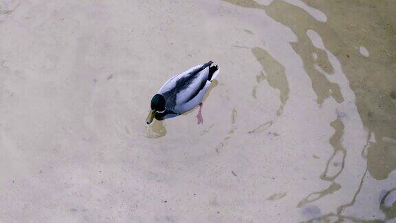 鸭子潜入水中