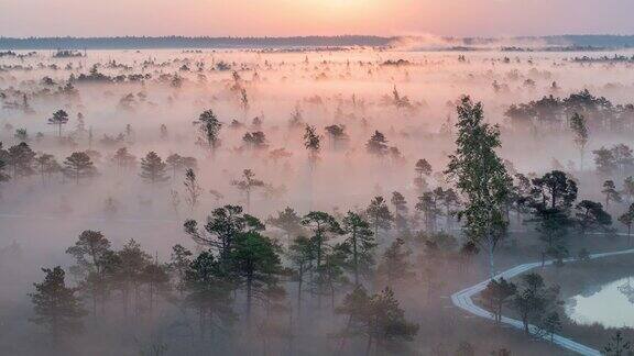 史诗般的日出时间在一个雾蒙蒙的湿地国家公园
