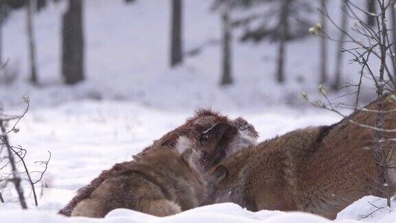 白俄罗斯两只狼和死去的马鹿在雪地和冬天的森林里奔跑