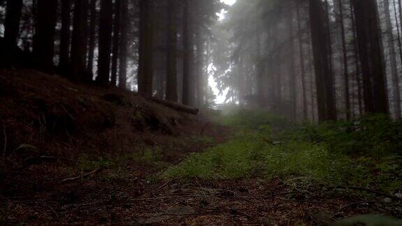 有雾的早晨森林