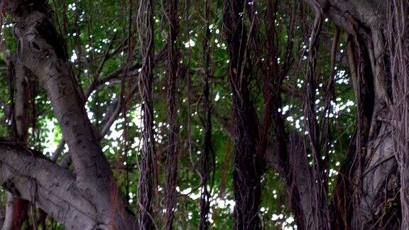 夏威夷的大榕树慢镜头180帧秒