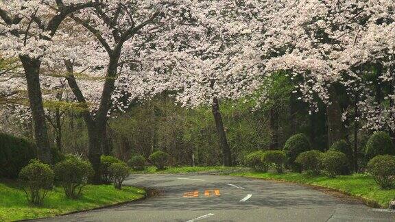 汽车驶过盛开着樱花的乡村路