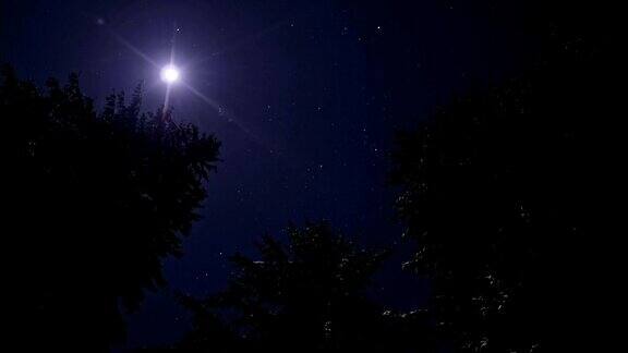 冬天的夜晚时光流逝松林景观月光照亮星空璀璨