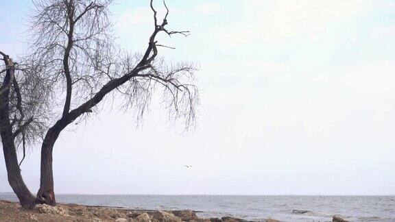 海边一棵孤独的老树镜头在阴郁的阴天和雨天海边海滩上孤独的干树干
