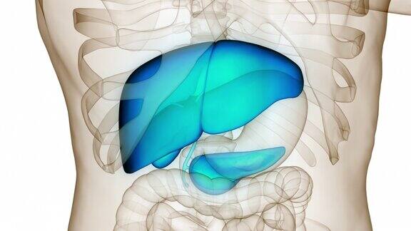 人体消化器官肝脏解剖动画概念