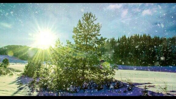 冬天森林里的雪花CINEMAGRAPH循环1080p
