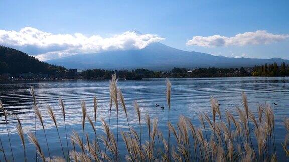 草花和富士山的慢镜头