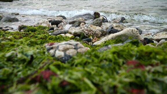 海藻和藻类覆盖的岩石被海浪缓慢地冲刷完美的海洋背景为您的下一个视频项目