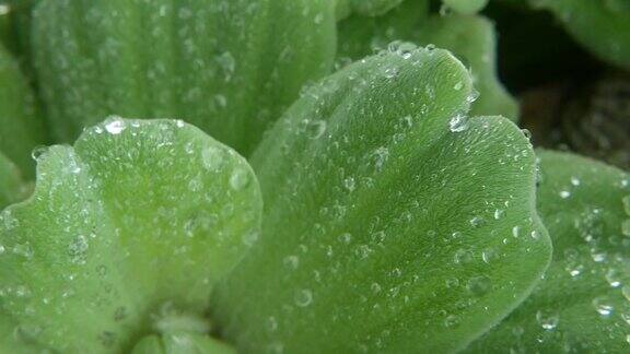 水珠落在植物叶子上从上面可以看到绿色植物的叶子上滴着干净的淡水