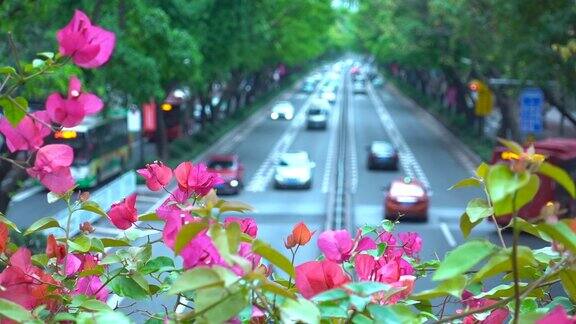 杜鹃花盛开的城市大道