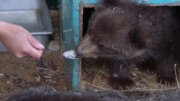 妇女的手用勺子喂堪察加棕熊幼崽牛奶粥
