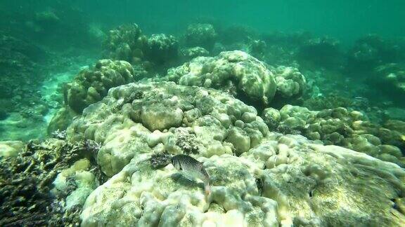 塞舌尔拉迪格岛的POV浮潜