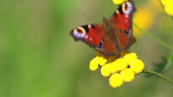 《花上的蝴蝶》4k慢镜头60帧