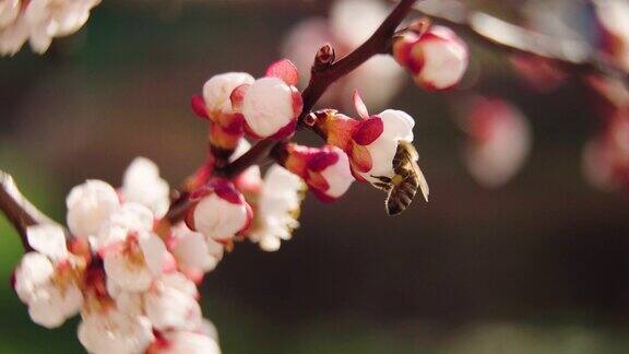 杏树开花蜜蜂飞来