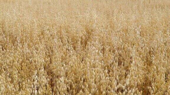 农场里摇摆的燕麦或白燕麦
