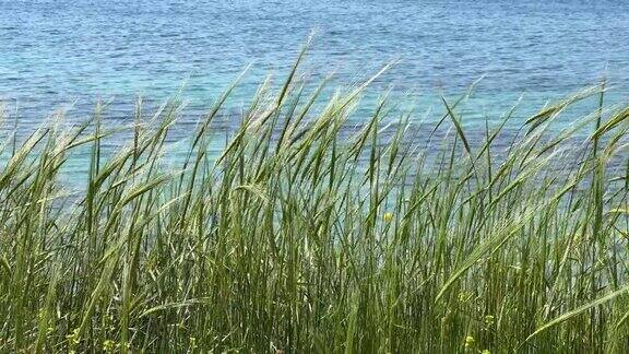 海边随风摇曳的高草