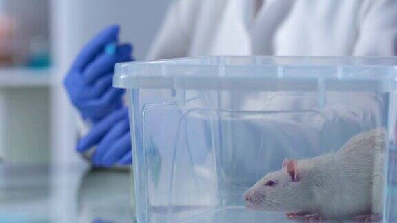 实验室助理用注射器填充药物在动物身上试验药物