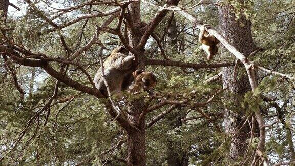 摩洛哥阿兹鲁雪松森林中的巴巴里猕猴家族4k动物肖像
