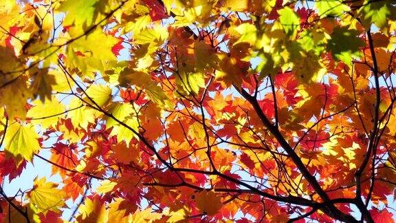 枫叶的红色日本的秋日大自然的镜头慢镜头