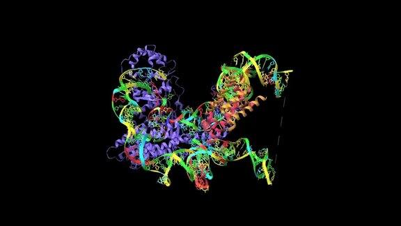 人类端粒酶的催化核心叶(蓝色)与组蛋白(粉色和棕色)和端粒DNA复合