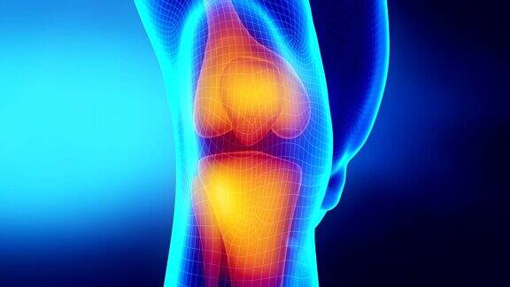 人体膝盖跑步人体运动解剖学