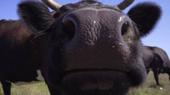 特写搞笑黑牛尝试舔相机奶牛在草地上吃草