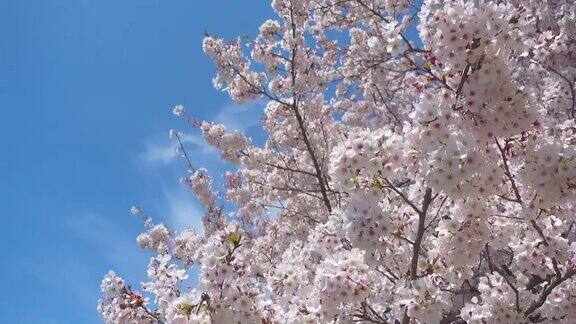 春天白色樱花与蓝天背景