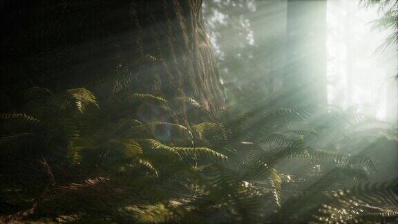 红杉国家公园的晨雾