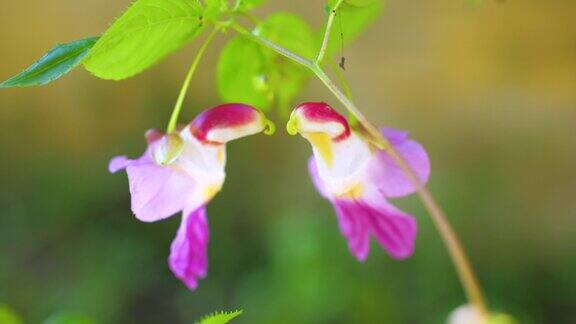 凤仙花:鹦鹉花紫粉花凤仙花科