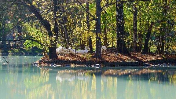 池塘边的天鹅和公园里树木的倒影
