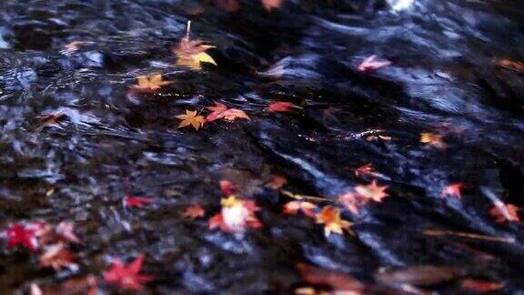 秋叶落在瀑布上
