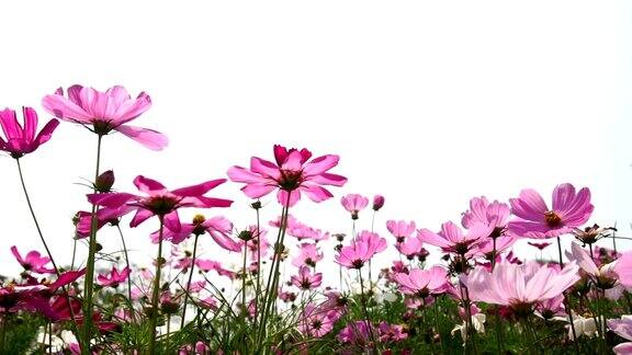 花园里美丽的粉红色宇宙花