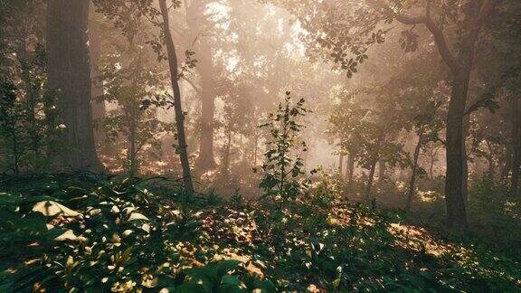 阳光穿过常绿森林的树干