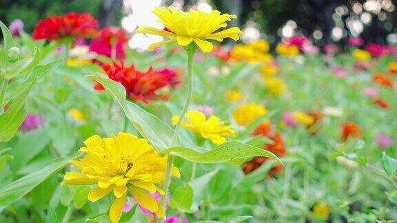 Zinnia花