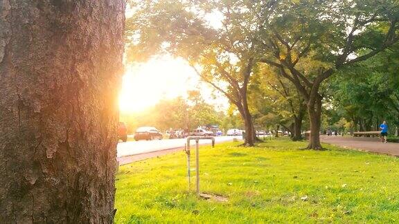 多莉拍摄高清:阳光背后的秋天树木在公园