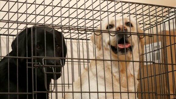 笼子里有金色和黑色的拉布拉多犬