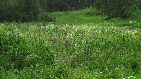 森林边缘下大雨水滴落在高高的绿草地上