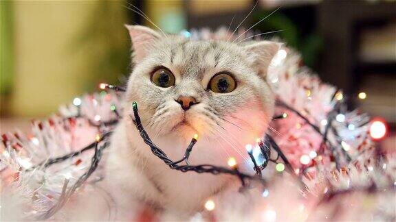 有圣诞花环和金箔的苏格兰折猫