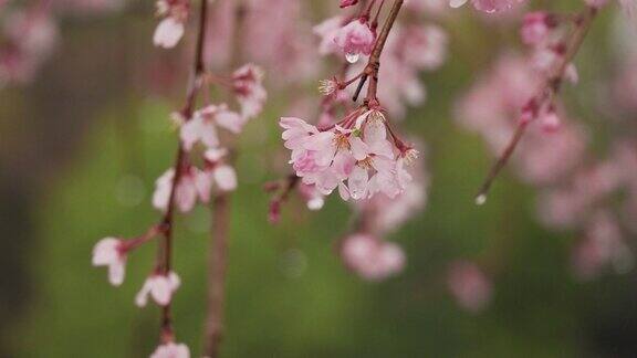 雨中垂垂的樱花特写