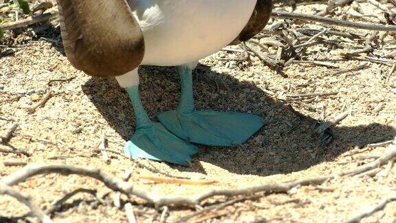 加拉戈斯群岛上一只蓝脚鲣鸟的脚的特写镜头