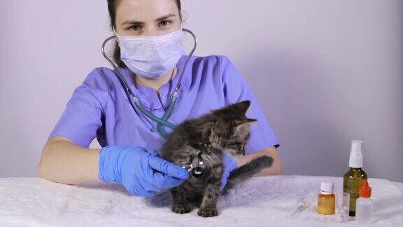 兽医用听诊器检查小猫的心脏和肺