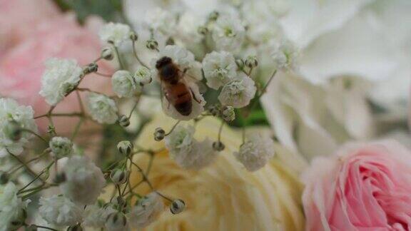 蜜蜂坐在白花上