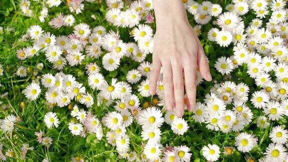 女人用手触摸野花靠近草地在一个阳光明媚的春天或夏天女孩的手抚摸着野花或雏菊