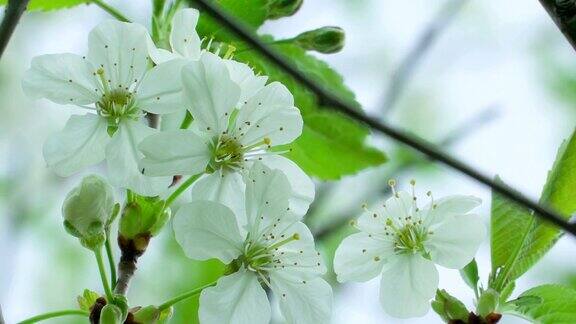 梨花一种美丽的白花