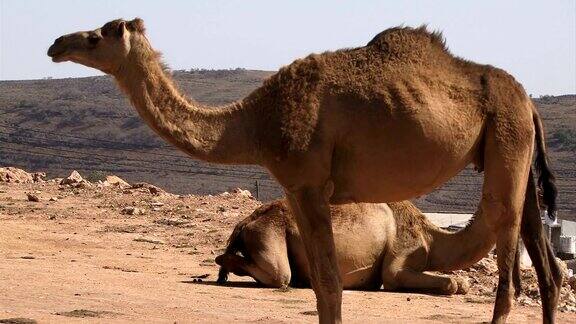 骆驼站在阿曼沙漠的背景