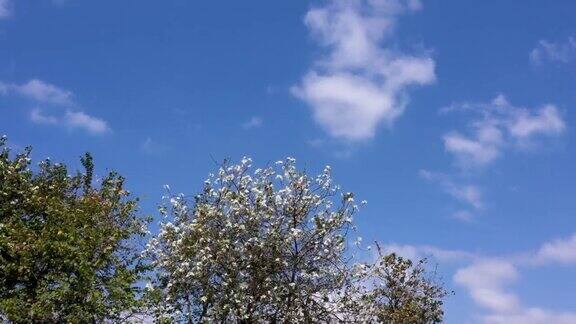春天开花的树木
