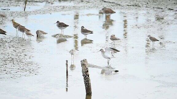 湿地上的小鸟正在快乐地玩水
