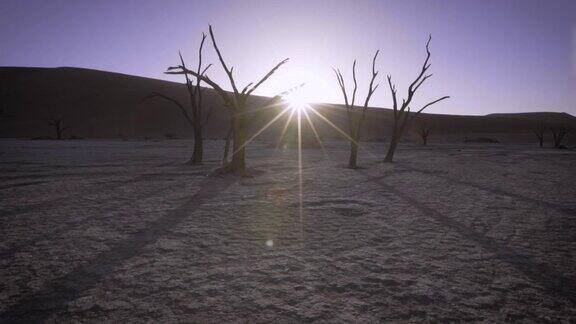 摄影车拍摄纳米布沙漠中的枯树