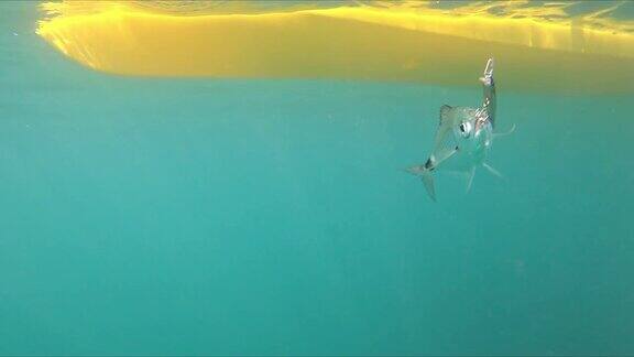 水下视图刃鱼钩到一个诱饵被拉出水由一个渔民站在皮艇上