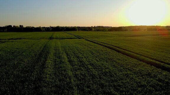 晚霞下田野上嫩绿的小麦芽